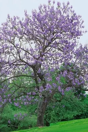 Jacaranda (árbol)