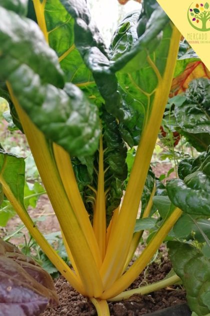 Acelga tallo Amarillo FP