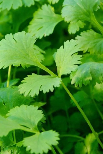 Cilantro