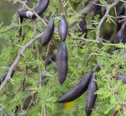 Espino (árbol)