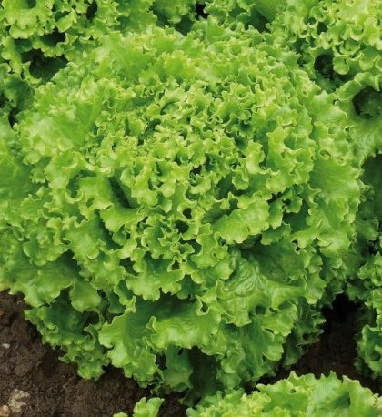Lechuga Batavia rubia de París