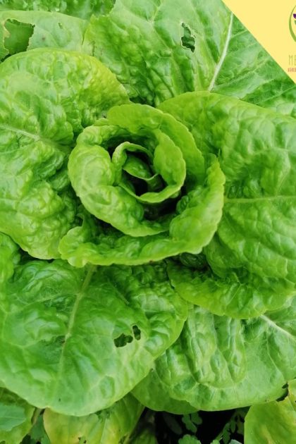 Lechuga Costina