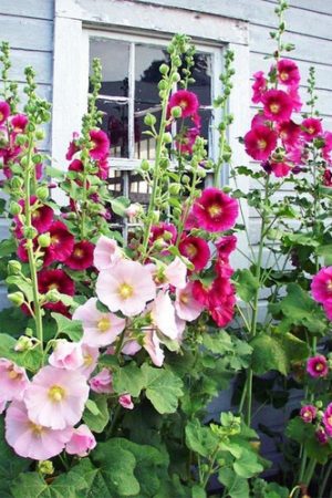 Malva colores surtidos