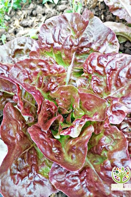 Lechuga Morada 4 estaciones