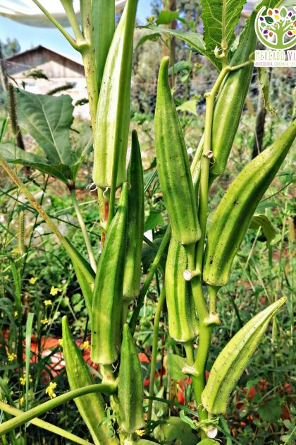 Okra verde