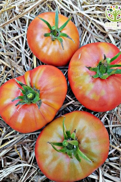 Tomate Papón