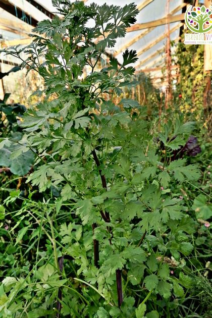 Cilantro Santo