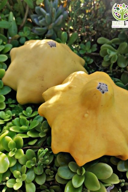 Zapallo Peter Pan Amarillo o Calabaza Patisson