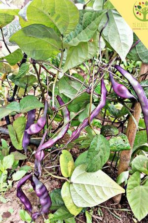 Poroto Riñón (vaina morada)