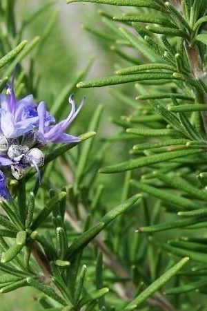 Semillas de Romero Castilla