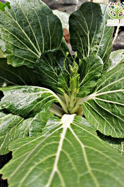 Pak Choi