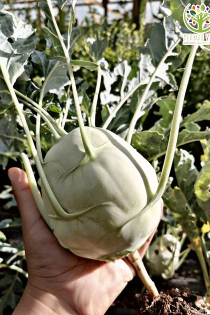 Kohlrabi o Colinabo Blanco