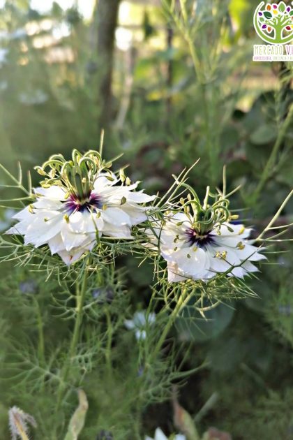 Nigella Damascena o Comino negro