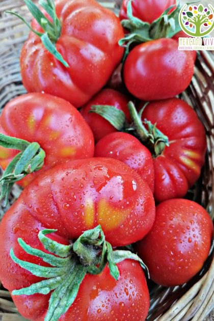 Tomate Limachino