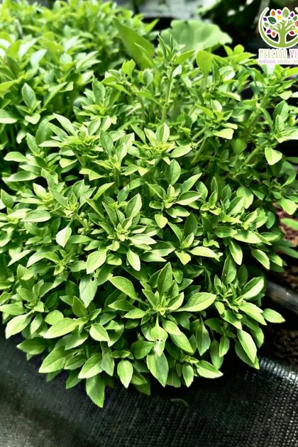 Semillas de Albahaca Griega, Pesto o Pascualina