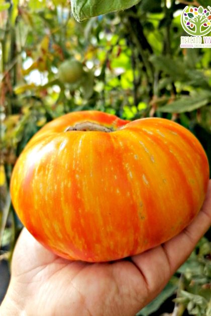 Tomate Beauty King