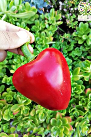 Pimiento Trompo rojo