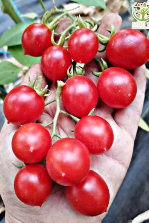 Tomate Cherry Margarita