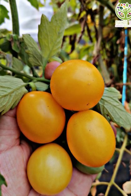 Tomate Cherry Limón