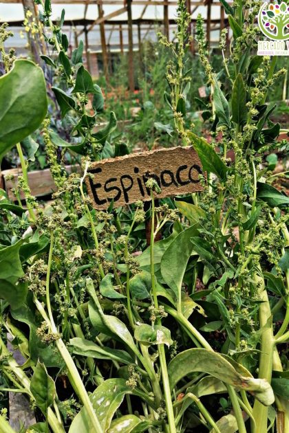 Espinaca Verde FP