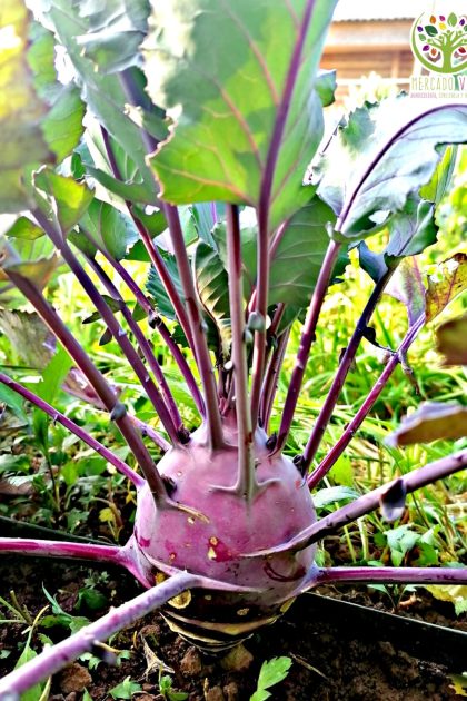 Kohlrabi o Colinabo Morado