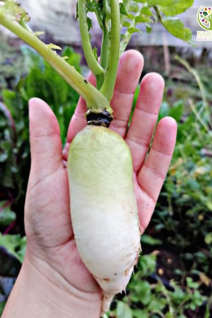 Rábano Blanco "Daikon"