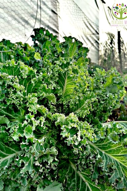 Kale Rizado Verde