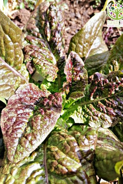 Lechuga Cracoviensis / Lechuga Espárrago