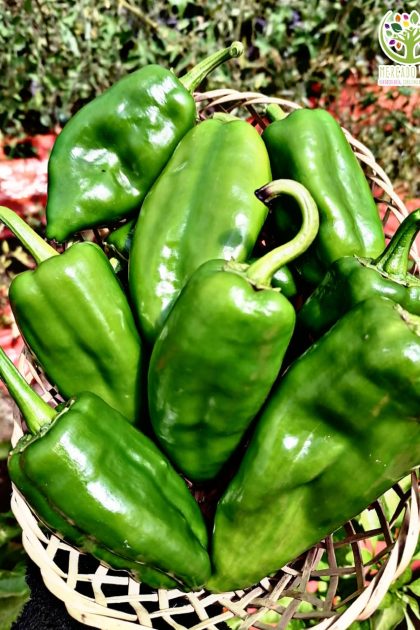 Pimiento de Padrón