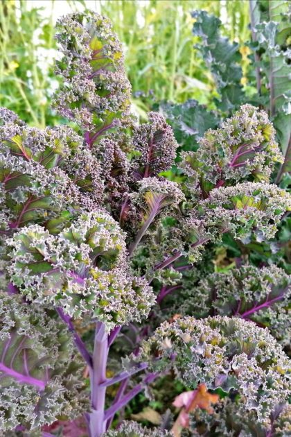 Kale Rizado Morado