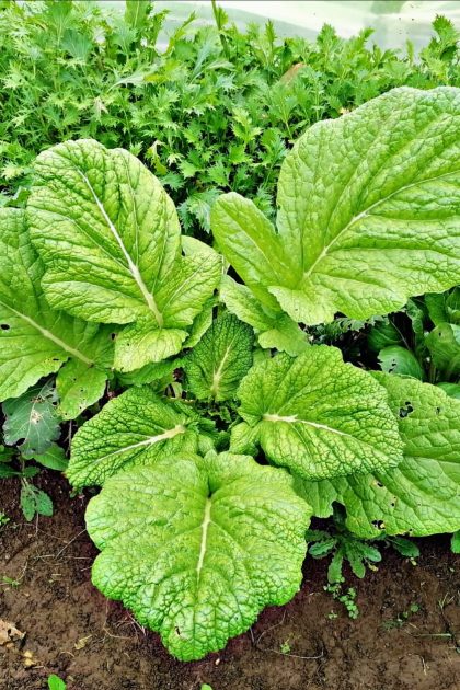 Mostaza Verde / Mostaza de Hoja