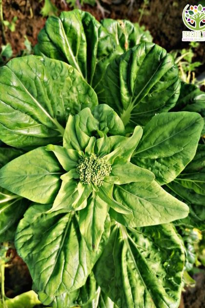 Tatsoi