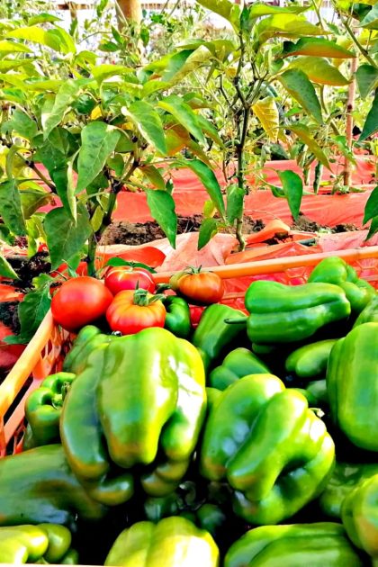 Pimiento Verde