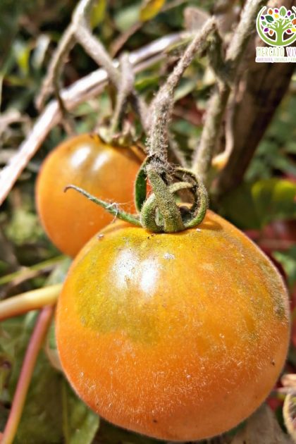 Tomate Allure Aterciopelado