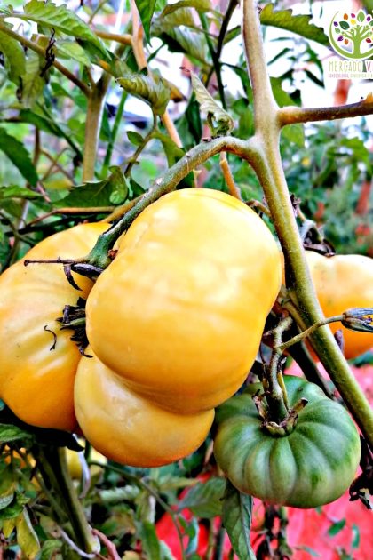 Tomate Amarillo Grande