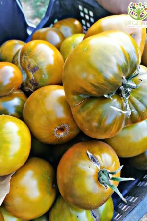 Tomate Boloto Pantano