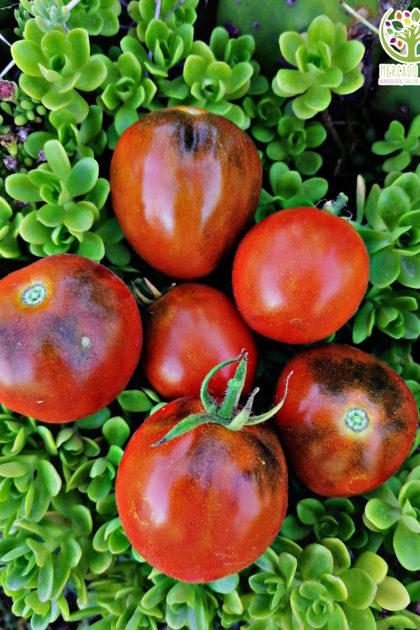 Tomate Black Vernissage