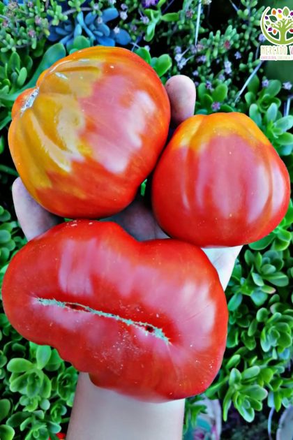 Tomate Canestrino