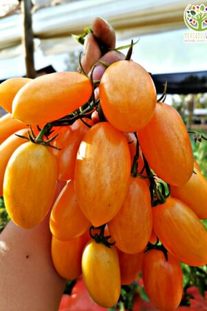 Tomate Cherry Blush Tiger