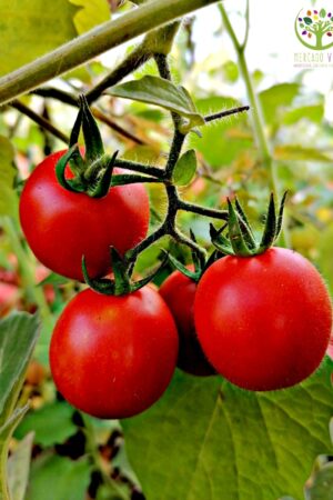 Tomate Cherry Común
