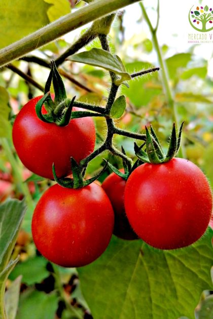 Tomate Cherry Común