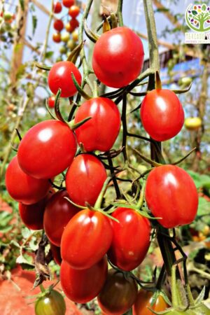 Tomate Cherry Frutilla