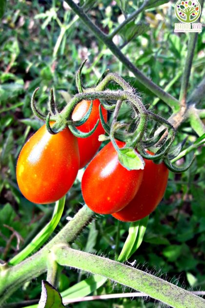 Tomate Cherry Uva Rojo