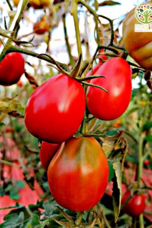 Tomate Cherry Pera Rojo Grande
