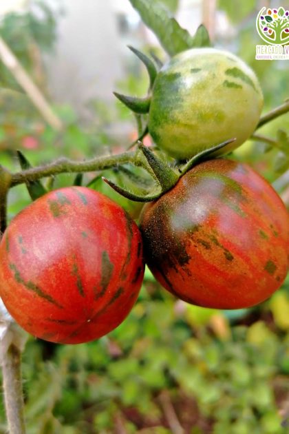 Tomate Cocktail Tigre