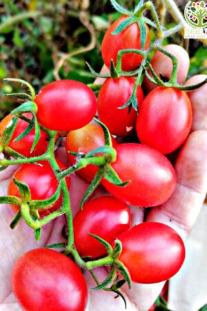 Tomate Cherry Uva Rosado