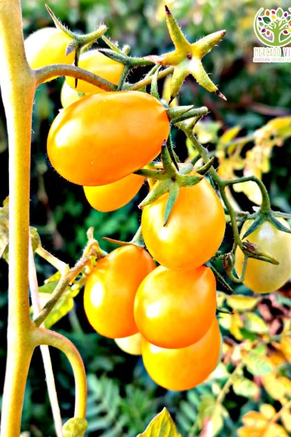 Tomate Cherry Uva Amarillo