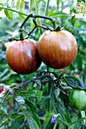 Tomate Cherry Red Zebra