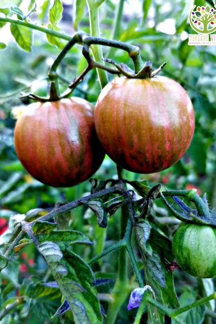 Tomate Cherry Red Zebra