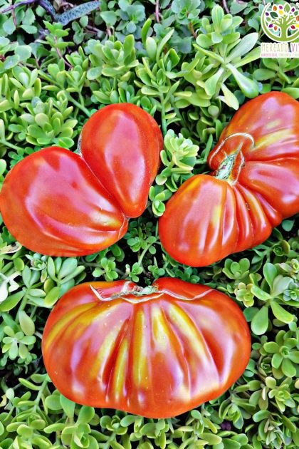 Tomate Corazón de Buey